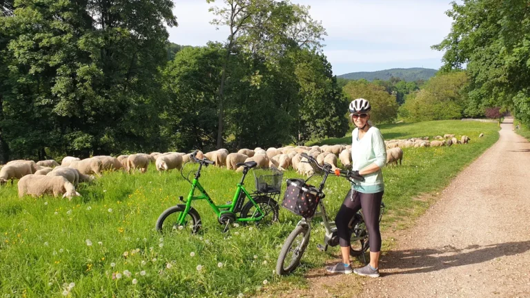 Bensheim Kirchberghäuschen bei den Schaafen